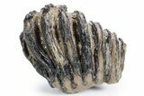 Partial Southern Mammoth Molar - Hungary #358320-3